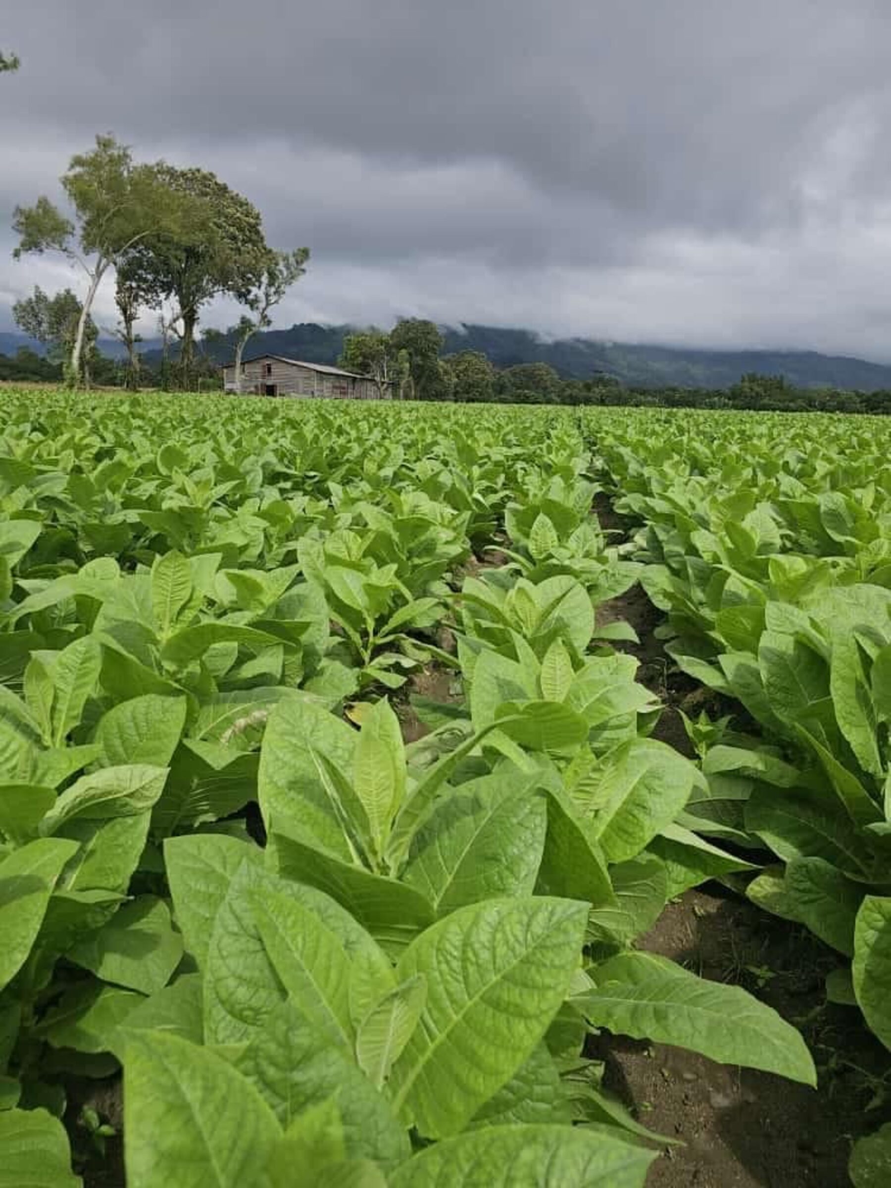 Tobacco field in Nicaragua at harvest